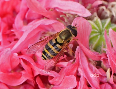 Syrphus ribesii, female, hoverfly, Alan Prowse